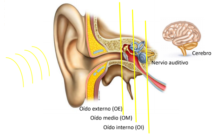 partes del oido